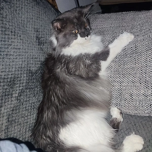 maine coon deckkater Bild 3