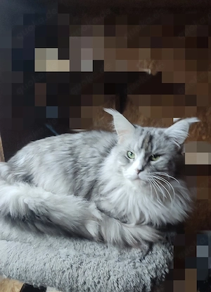 maine coon deckkater Bild 5