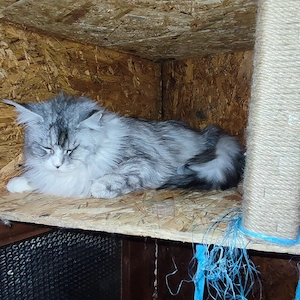 maine coon deckkater Bild 4