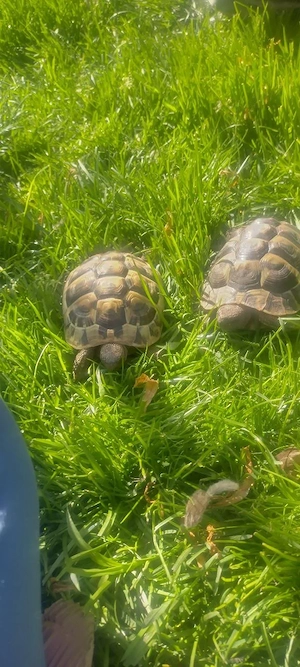 Griechische Landschildkröte
