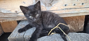 Wunderschöne BKH Katzenbabys