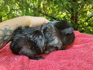 Trinkerbell aus dem sonnenland