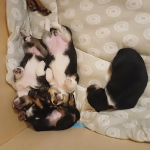 Zwergpinscher-Mix Welpen