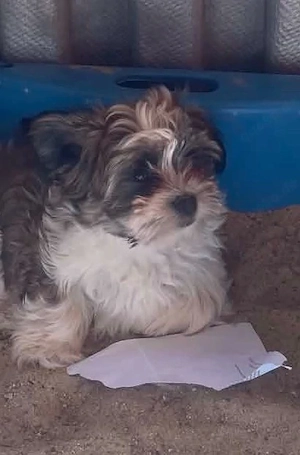 zuckersüße Malteser Shih-Tzu Welpe