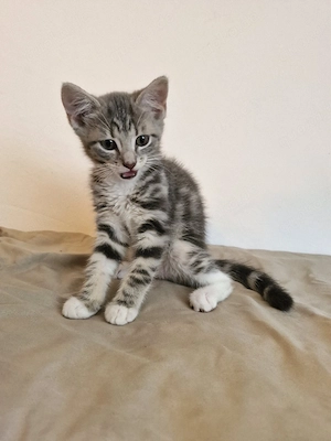 4 Kitten in liebevolle Hände abzugeben