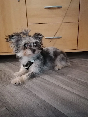 Biewer Yorkshire Terrier x Chihuahua Hündin 