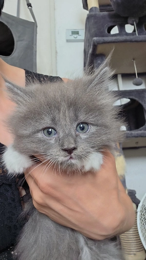 update nur noch 2 maicoon kitten