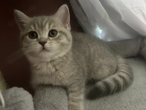 Verschmustes BKH Kitten abgabebereit