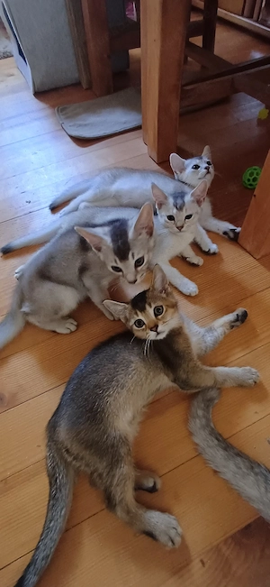 Britisch Kurzhaar 4 Kitten sucht liebevolles Zuhause 