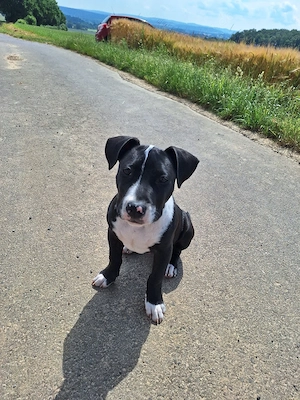 Bully - Pitbull welpe 