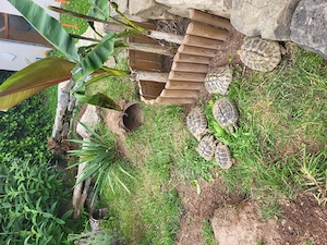 Verkaufe adulte griechische Landschildkröten 