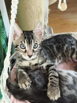 Bengalkitten Abgabe 4.Juli