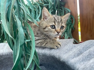 Britische kurzharige katze 