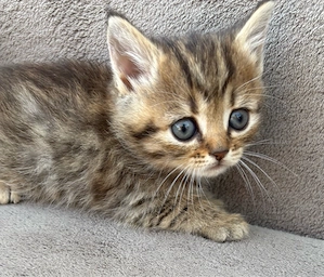 BKH Katze 