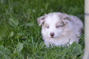 Border Collie Welpen Ruden