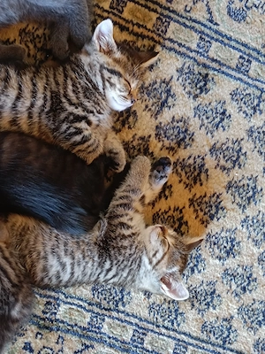 Britisch kurzhaarige Kitten, BKH Mischling: Mutter BKH Lilac Farbe, Fater BKH Mitteleurepeisch Bild 3