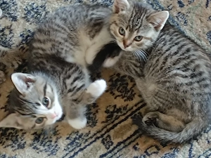 Britisch kurzhaarige Kitten, BKH Mischling: Mutter BKH Lilac Farbe, Fater BKH Mitteleurepeisch Bild 5