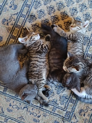 Britisch kurzhaarige Kitten, BKH Mischling: Mutter BKH Lilac Farbe, Fater BKH Mitteleurepeisch