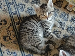 Britisch kurzhaarige Kitten, BKH Mischling: Mutter BKH Lilac Farbe, Fater BKH Mitteleurepeisch