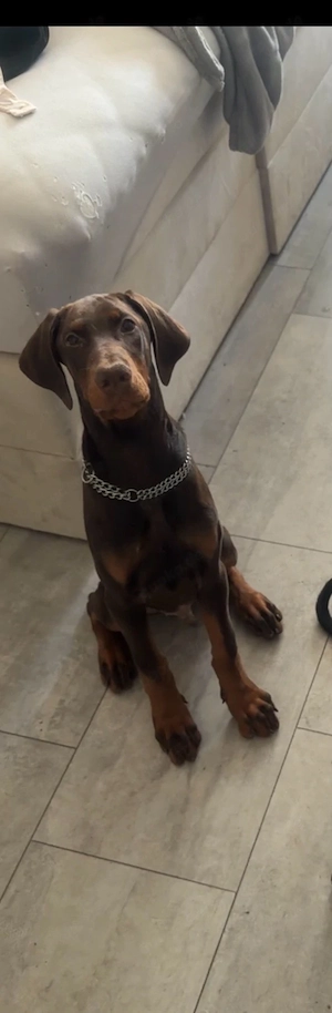 Dobermann Rüde 6 Monate