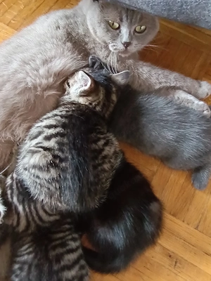 Britisch kurzhaarige Kitten, BKH Mischling: Mutter BKH Lilac Farbe, Fater BKH Mitteleurepeisch Bild 8