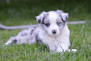 Border Collie Blue Merle Rude