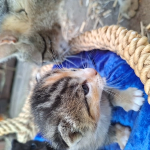 Katzenkinder, Hauskatzenkitten