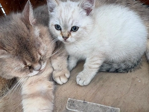 Britische kurzharige katze 