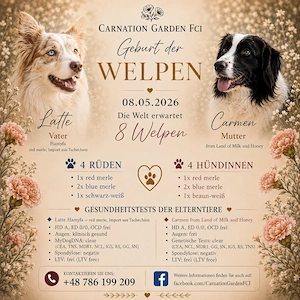 Border Collie Welpen FCI