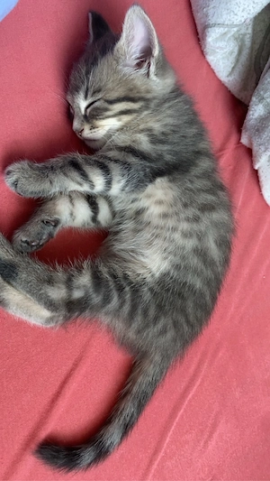 babykatze zu verkaufen 