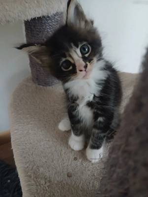 Bezaubernde Maine Coon Kitten in wundervollen Farben