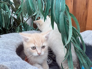 Britische kurzharige Kater