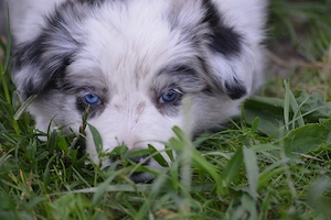 Border Collie Blue Merle Rude FCI VDH