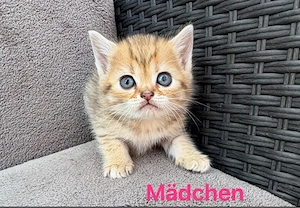 BKH Katze 
