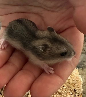Hamster- Babys suchen ein Zuhause