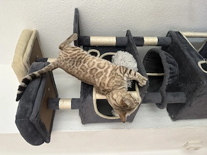 Liebevolle weiße Bengal-Katze sucht neues Zuhause