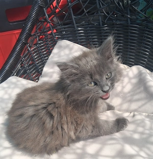 Zwei weibliche Katzen zu haben.