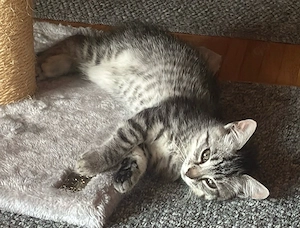 Kitten schweren Herzens abzugeben