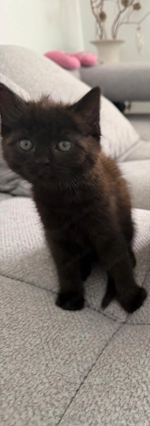   Weibliche  Babykatze sucht neues Zuhause 