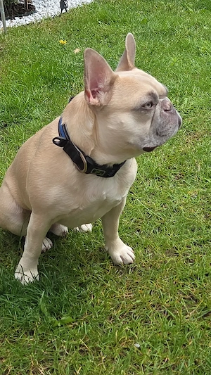 Bruno sucht sein für immer zu Hause