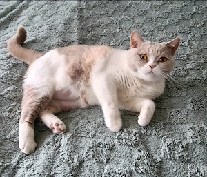 Zuckersüße Kuschelbedürftige BKH Maus m.Papiere 
