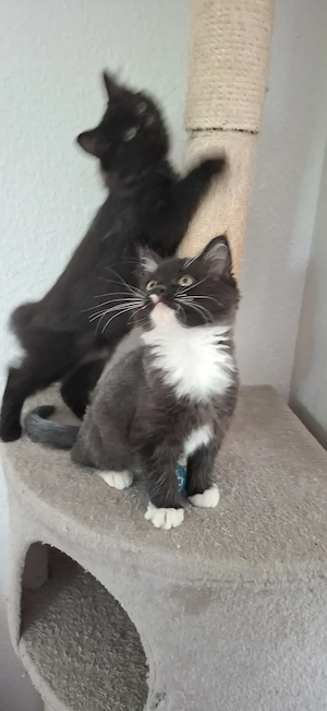 1 Ragdoll   Maine Coon Kitten! cats, Katzen, Kater