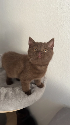 Bkh Chocolate kitten