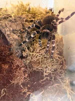 weiße smithi 