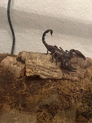 schwarzer laos skorpion 