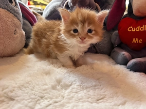 Norwegische Waldkatzen Kitten