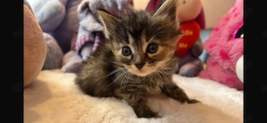 Norwegische Waldkatzen Kitten