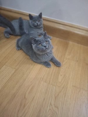 BKH kitten 
