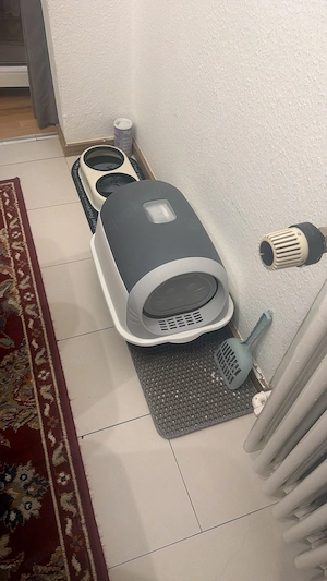 Verschmuste Katze, 3 Monate alt