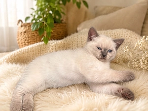 BKH Kitten Mädchen 